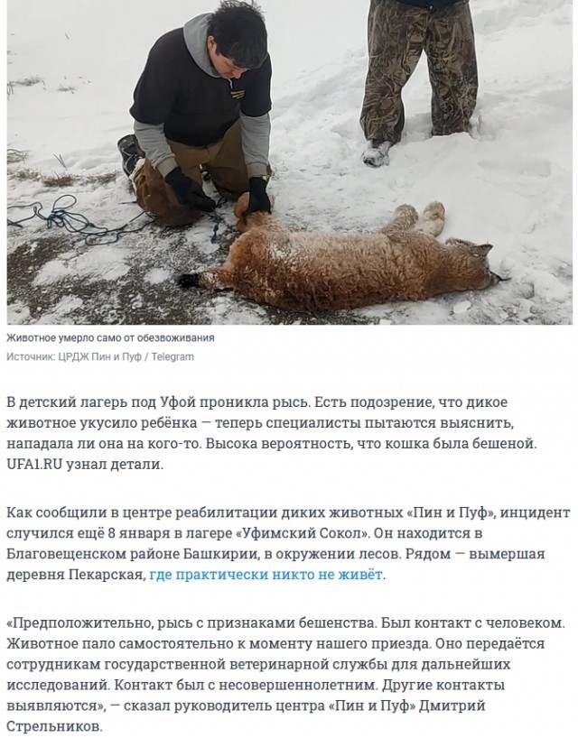 Рысь напала на девочку в детском лагере под Уфой