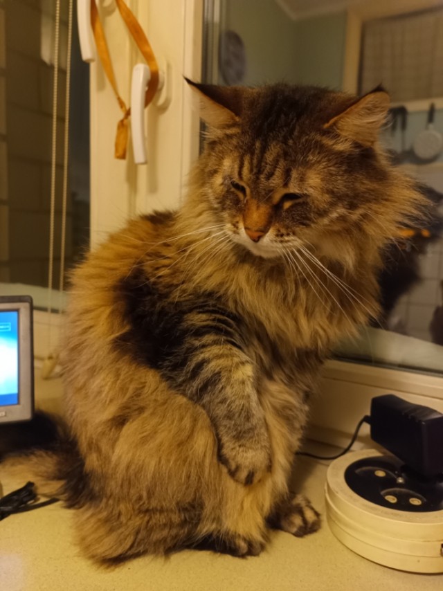 Подборка картинок-баянов с котиками и про котиков. Выпуск 29.