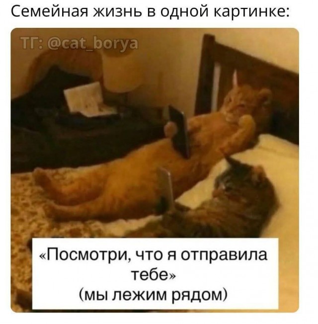 Картинки для деградации 149 (разной степени свежести)