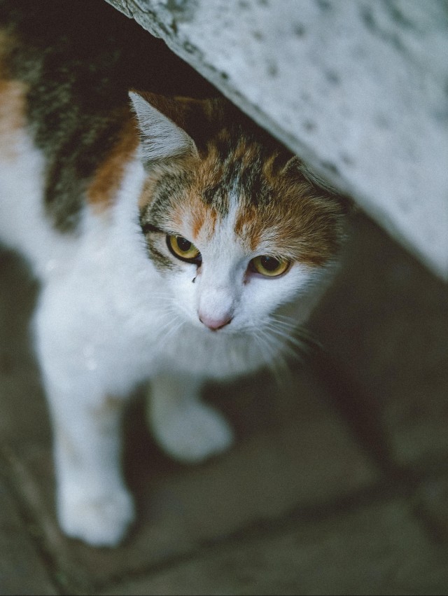 Большая красивая подборка фото уличных кошек