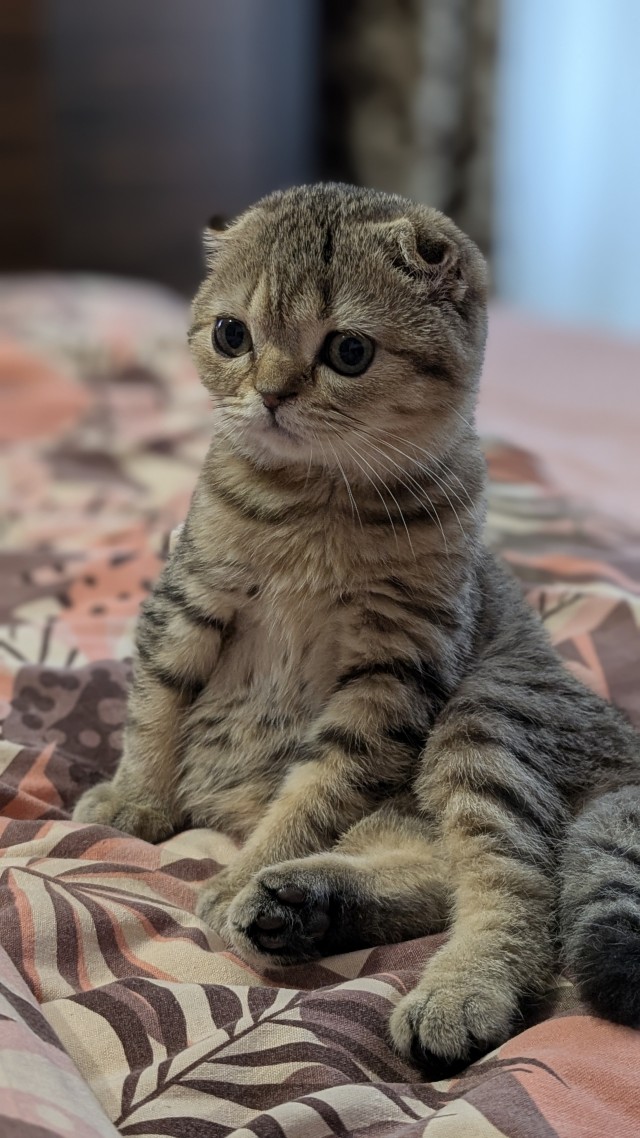 Котовторник начался