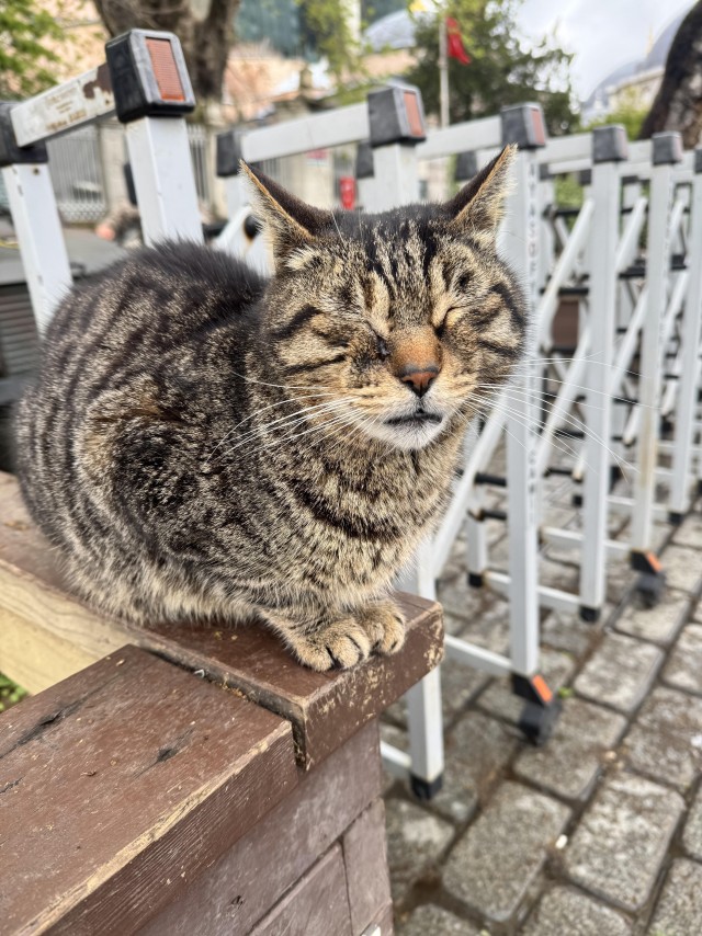 Уличные кошки Стамбула