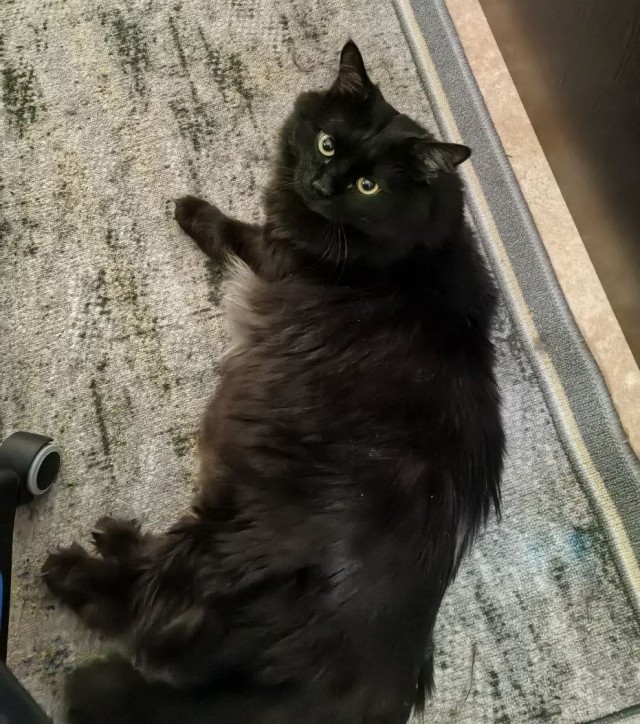Котовторник наступил;)