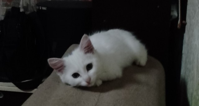 Очередной котовторник