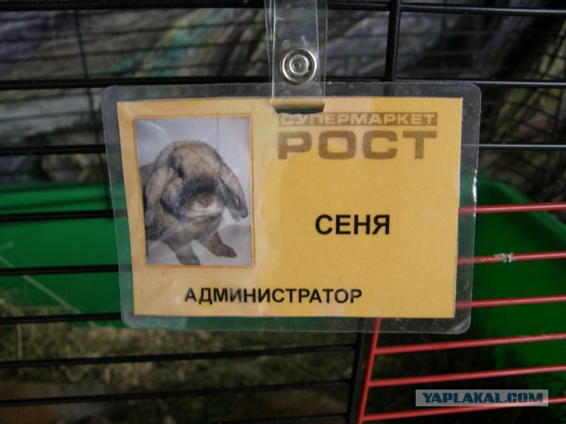 Есть документ, кроме усов лап и хвоста!