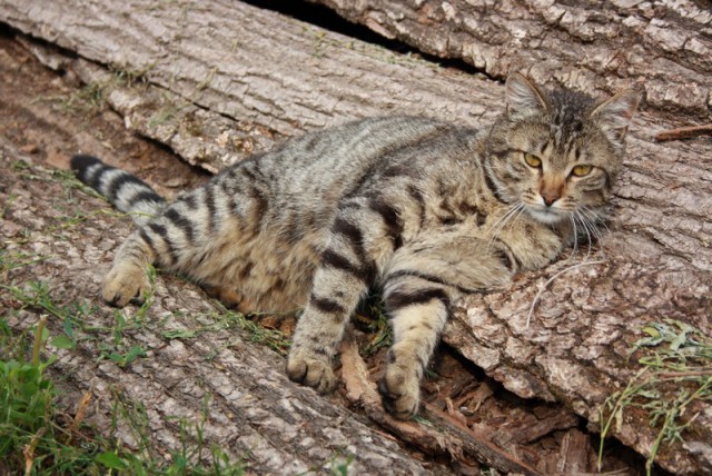 Кот нашей мечты