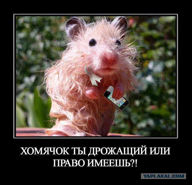 Мозг ватника, или почему я не либераст