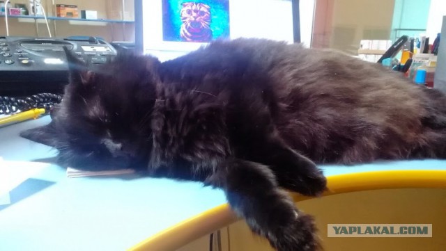 Котовторник 23.09.2014.