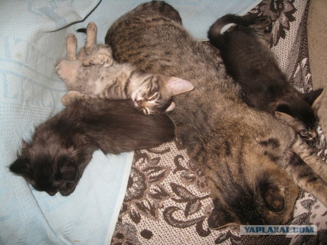 Котовторник 21.10.2014
