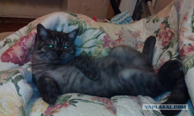 Котовторник 21.10.2014
