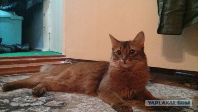 Котовторник 2.12.14
