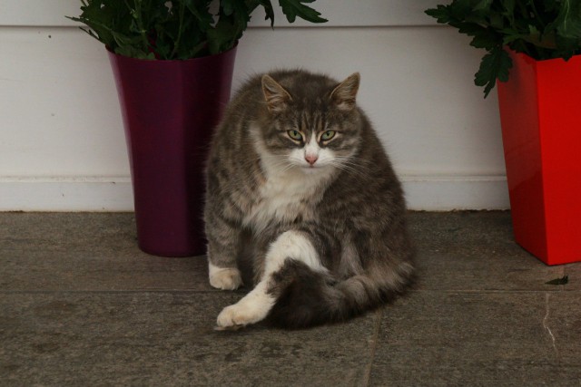 Котовторник 31.03.2015