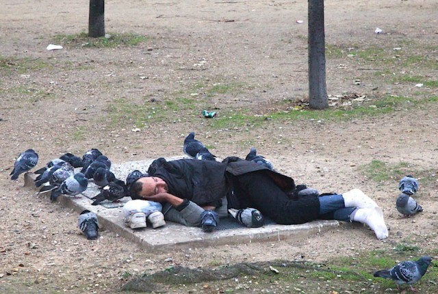 Наглые пернатые морды