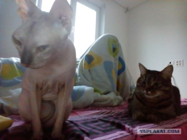 Котовторник наступил!:)