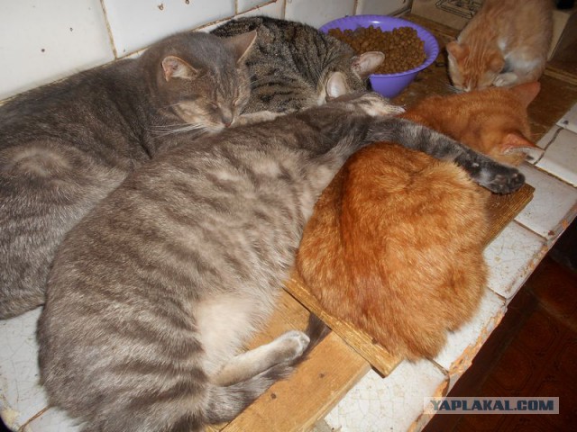 Жизнь домашнего приюта для котеек 90