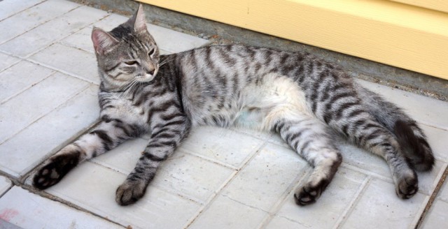 Взяли котейку домой