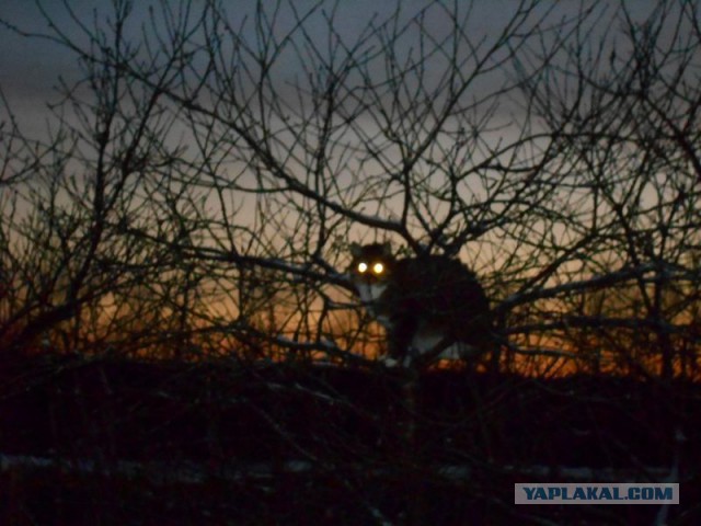 Жизнь домашнего приюта для котеек 95