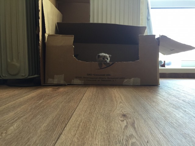 Про моего котика: нежного, злого, вредного