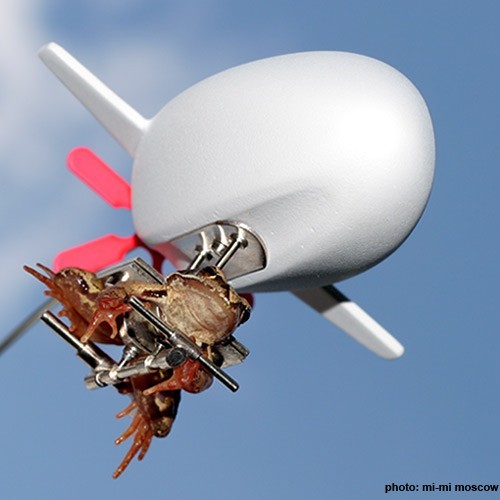 Лягушки - аэронафты