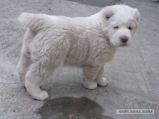 Алабай, год назад и сейчас