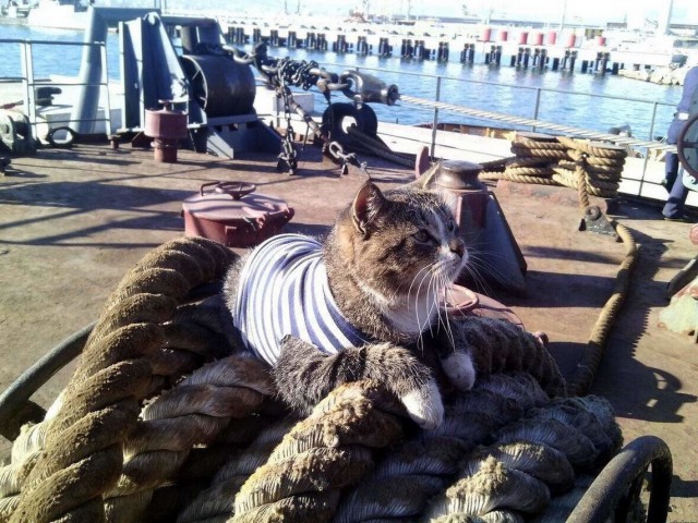 Коты Северного флота