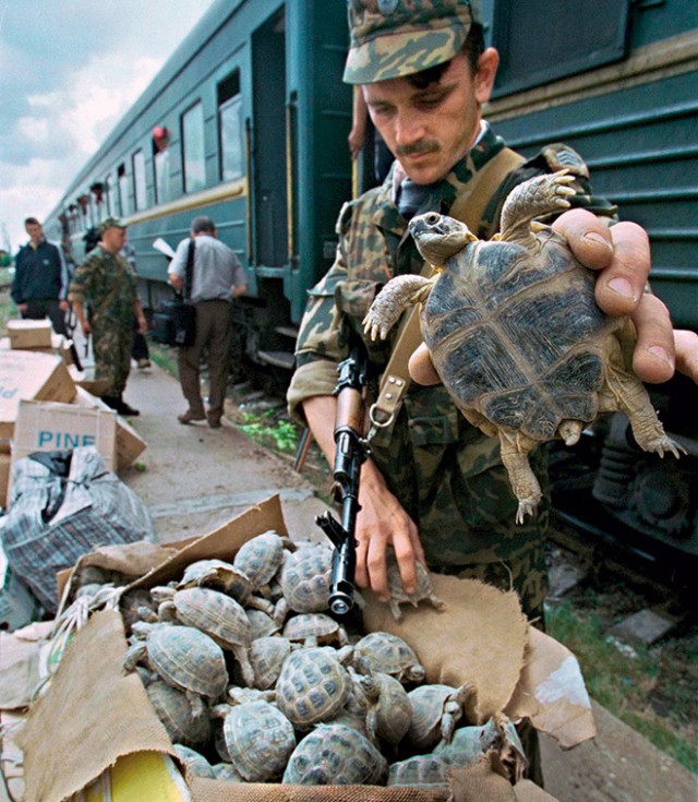 Необычные находки таможенников