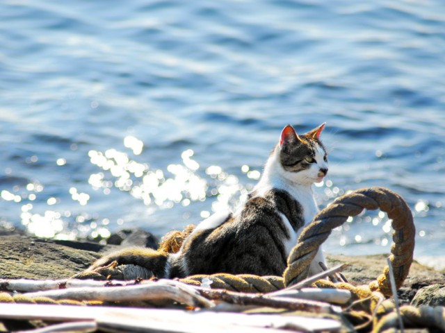Котовторник 15.11.2016