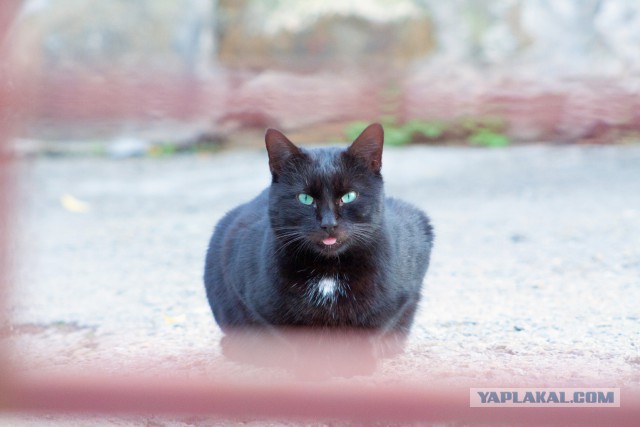 Котовторник 15.11.2016