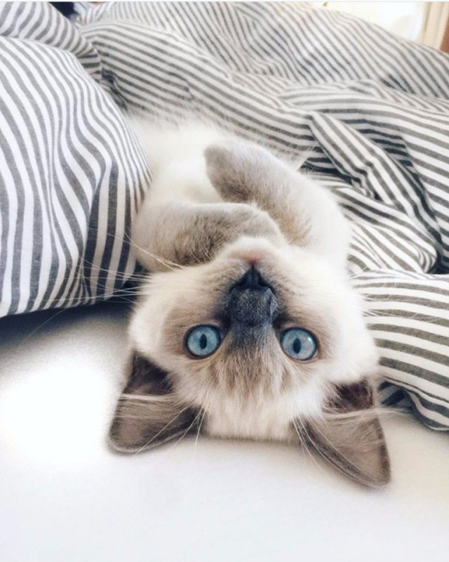 Коты и Кошки