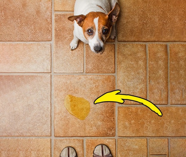 13 ошибок, которые совершают все владельцы домашних животных