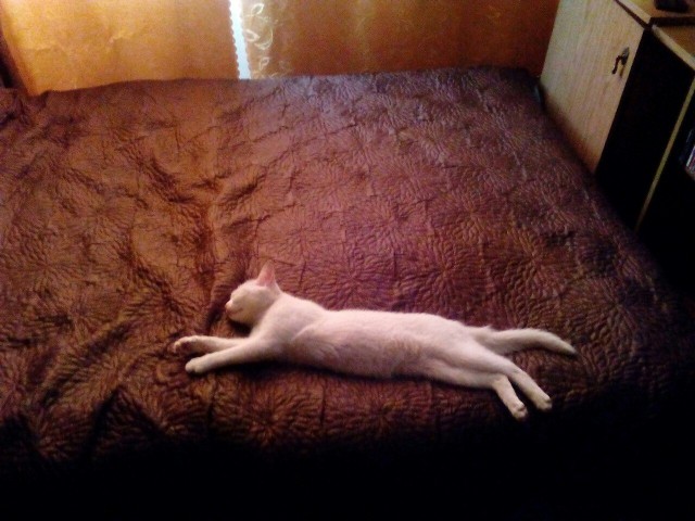 Коты и Кошки