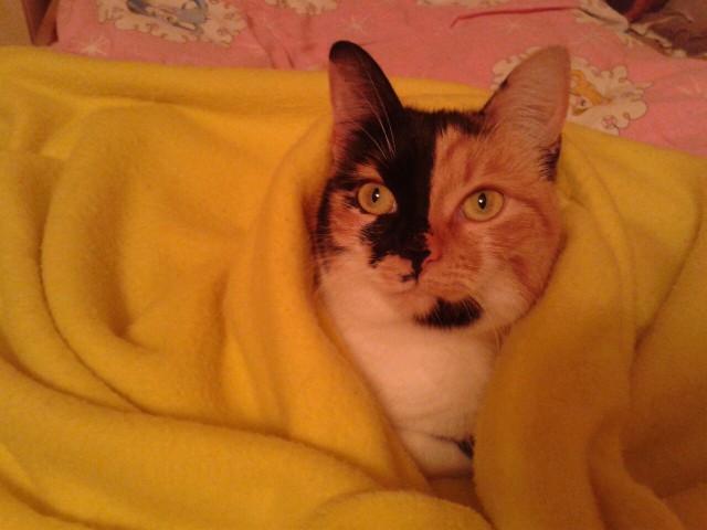 Коты и Кошки