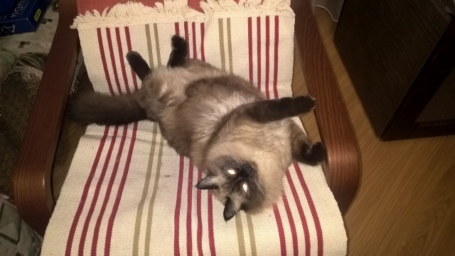 Спасение уличного кота живущего в Монреале...