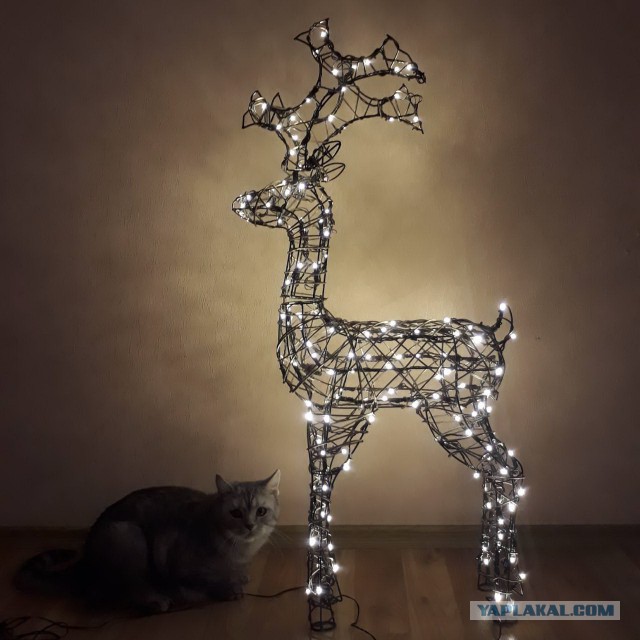 Котовторник 28.11.2017