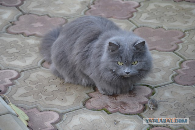 Прикольных котов пост