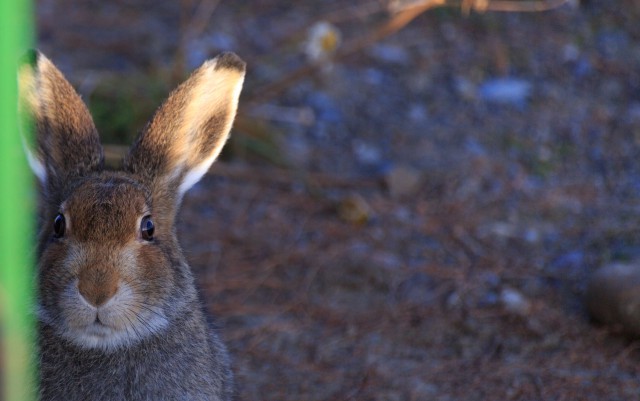 Просто Природа