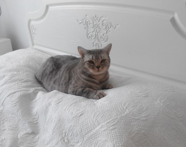 Котовторник 27.02.2018 наступил!