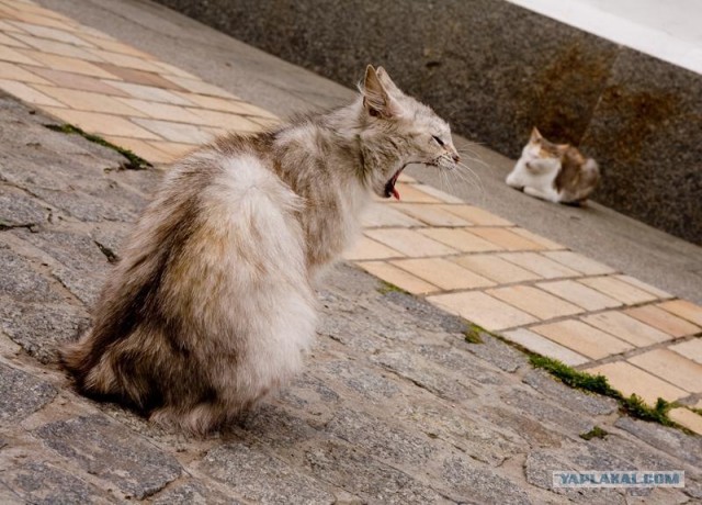 Котовторник на ЯПлакалъ (03.06), котята (31 шт)