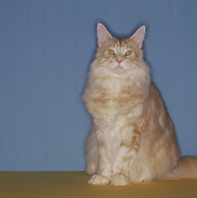 УРРААА ! Котовторник на ЯПлакалъ !