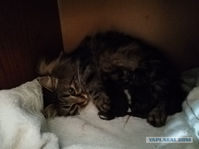 Котовторник 07.08.2018