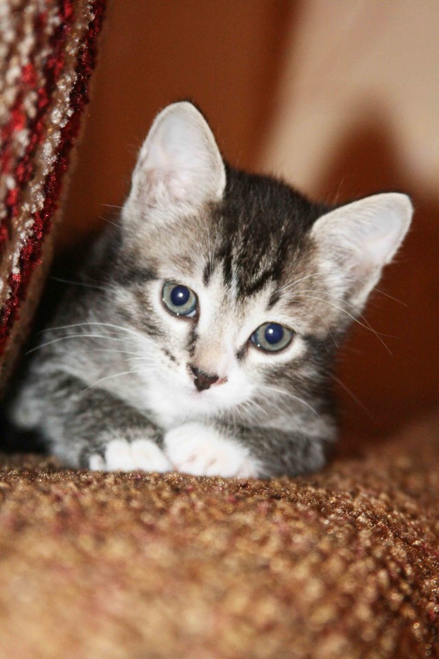 Котятовторник