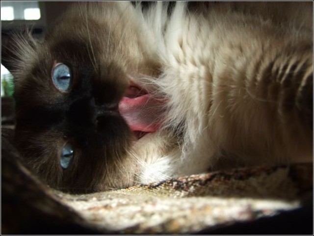 Котовторник 1.02.2011