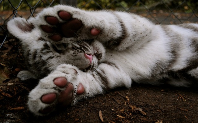 Сегодня котовторник, а котиков все нет