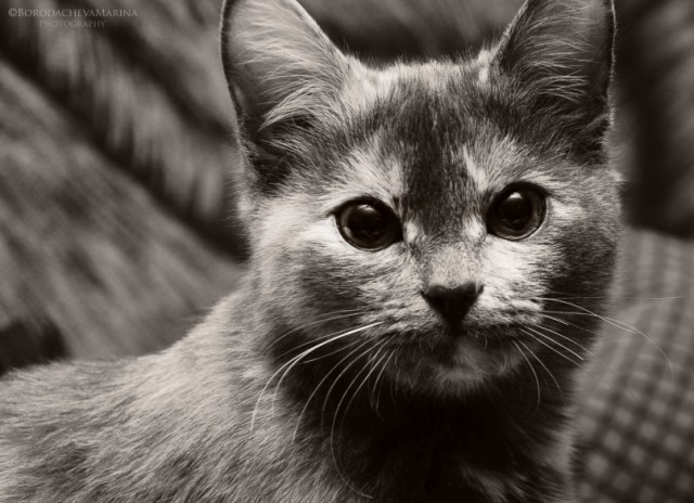 Котовторник. А как же?!