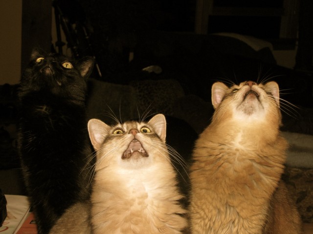 Котейкин вторник! Космический 12.04!