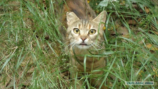Котовторник на середину июня