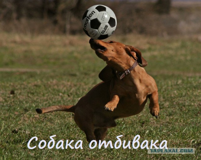 Собака-голкипер