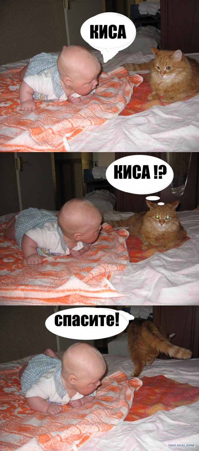 Котовторник 06.12.2011