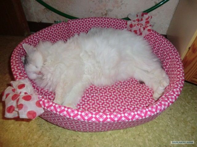 Котовторник 20.12.2011