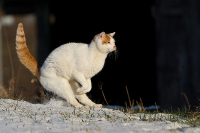 Котовторник (07.02.2012)